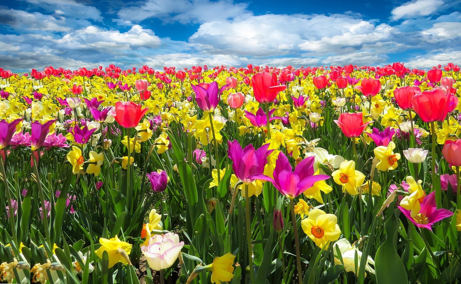 primavera